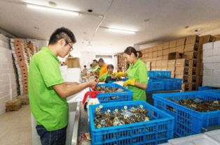 數字浪潮中的鄉(xiāng)村振興 電商交易額創(chuàng)新高，羽絨產品暢銷海外